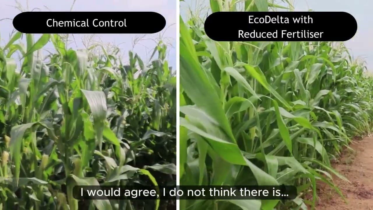 Compost tea and EcoDelta nutrition on grain
