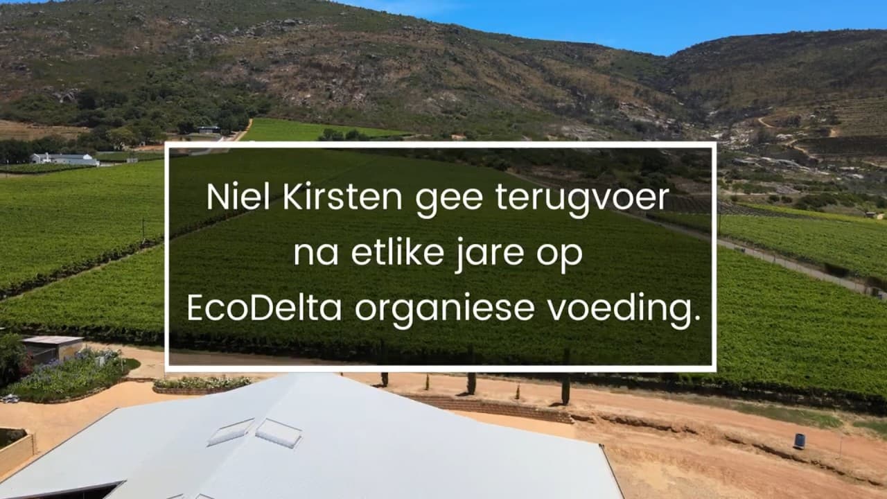 Table-grape field video from Paarl