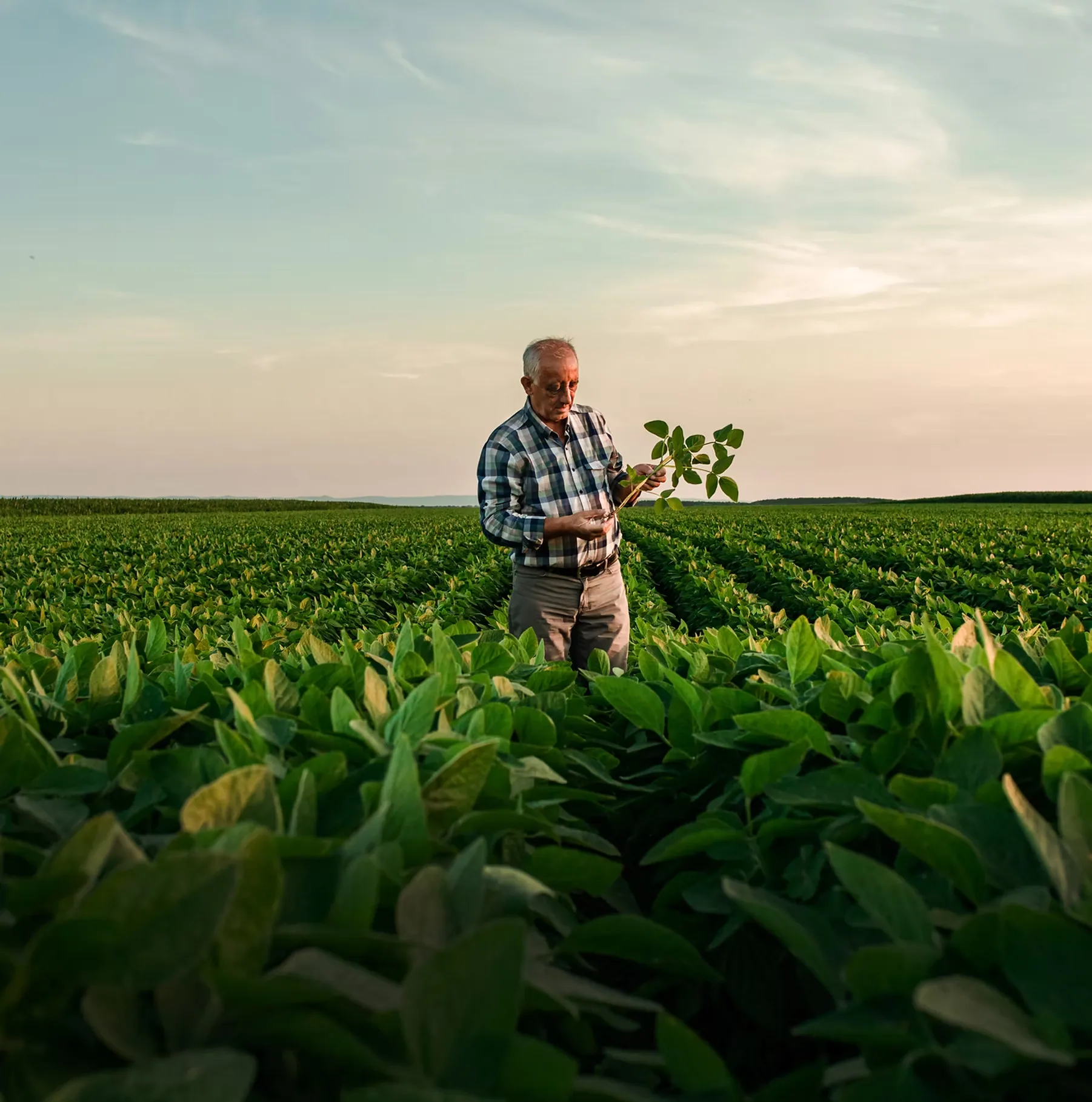 Gewasadviseur wat sojaboonplante in ’n produktiewe land ondersoek