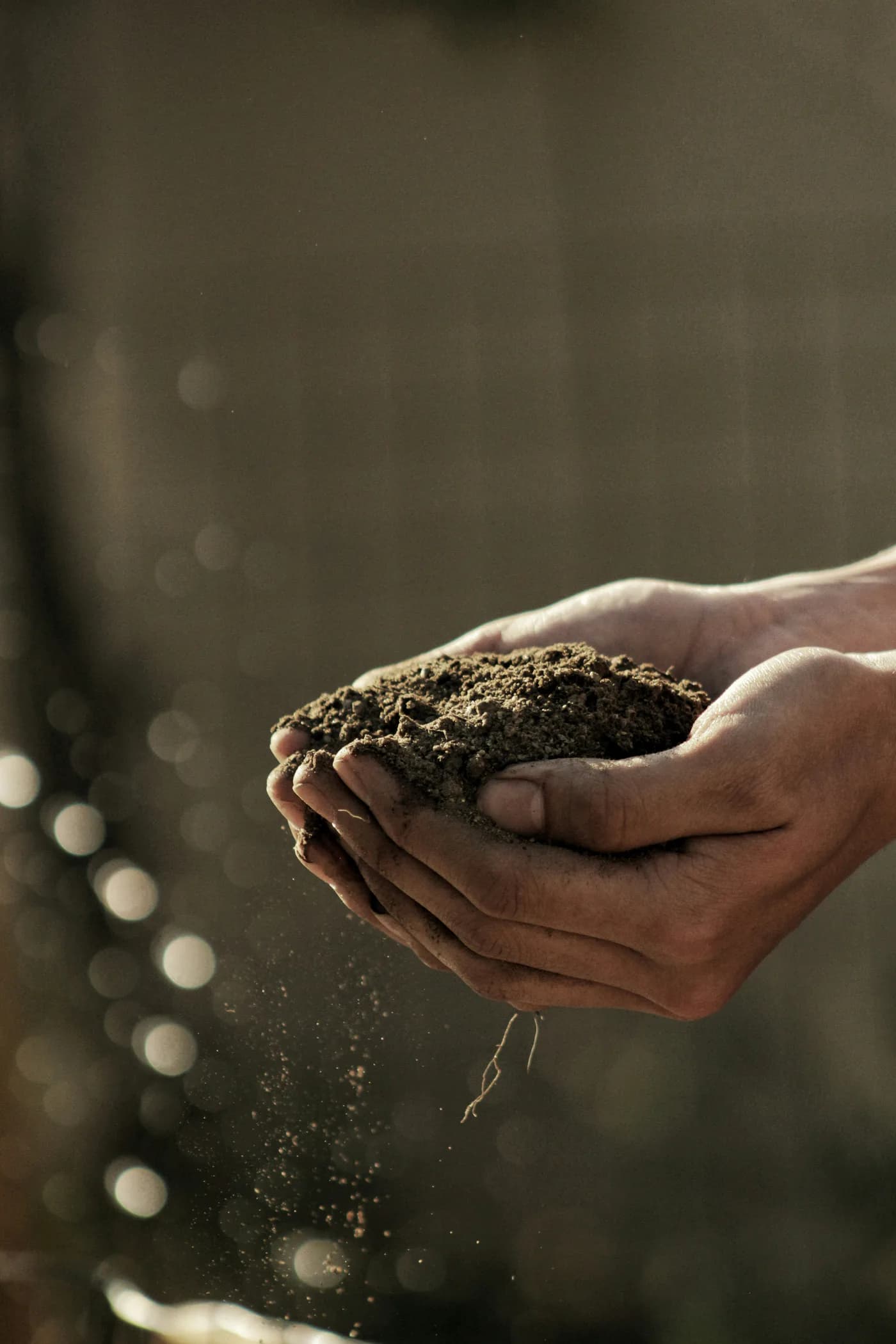 Hands holding dark, healthy agricultural soil