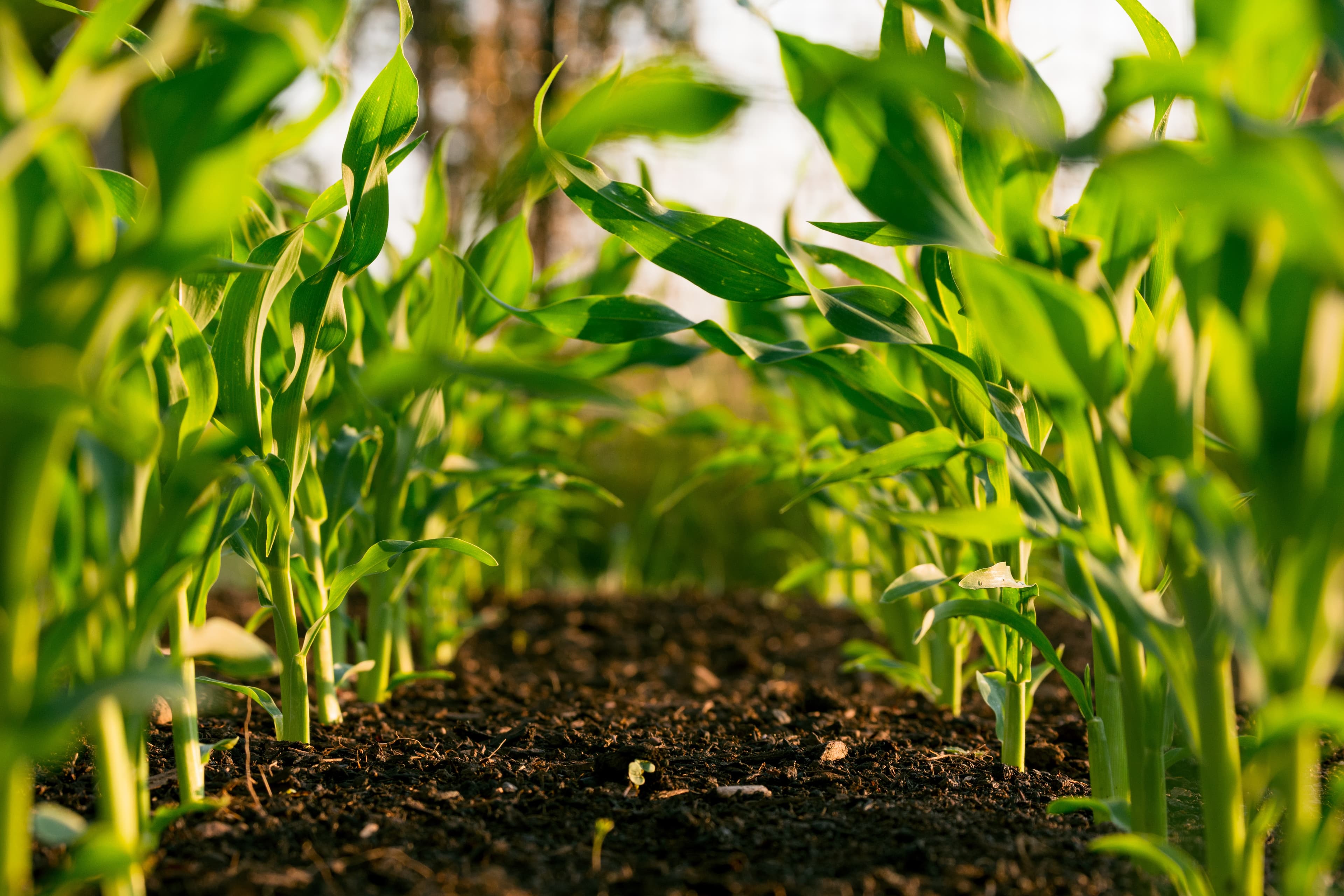 The EcoDelta Programme